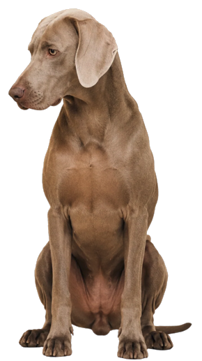 Hund ab 30 kg