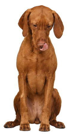 Hund über 10 kg