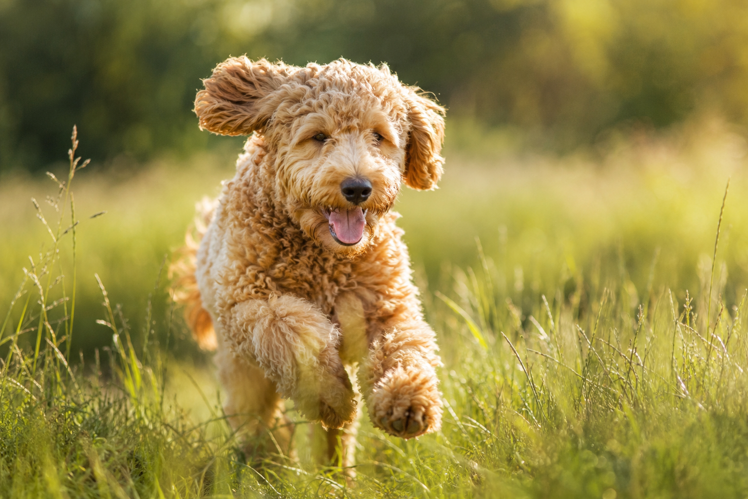 Nahrungsergänzung für Hunde: Wann sie wirklich sinnvoll ist