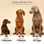 Gelenke & Beweglichkeit