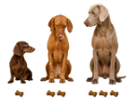 Drei Hunde in unterschiedlichen Größen mit passender Anzahl Soft Chews zur Dosierungsübersicht