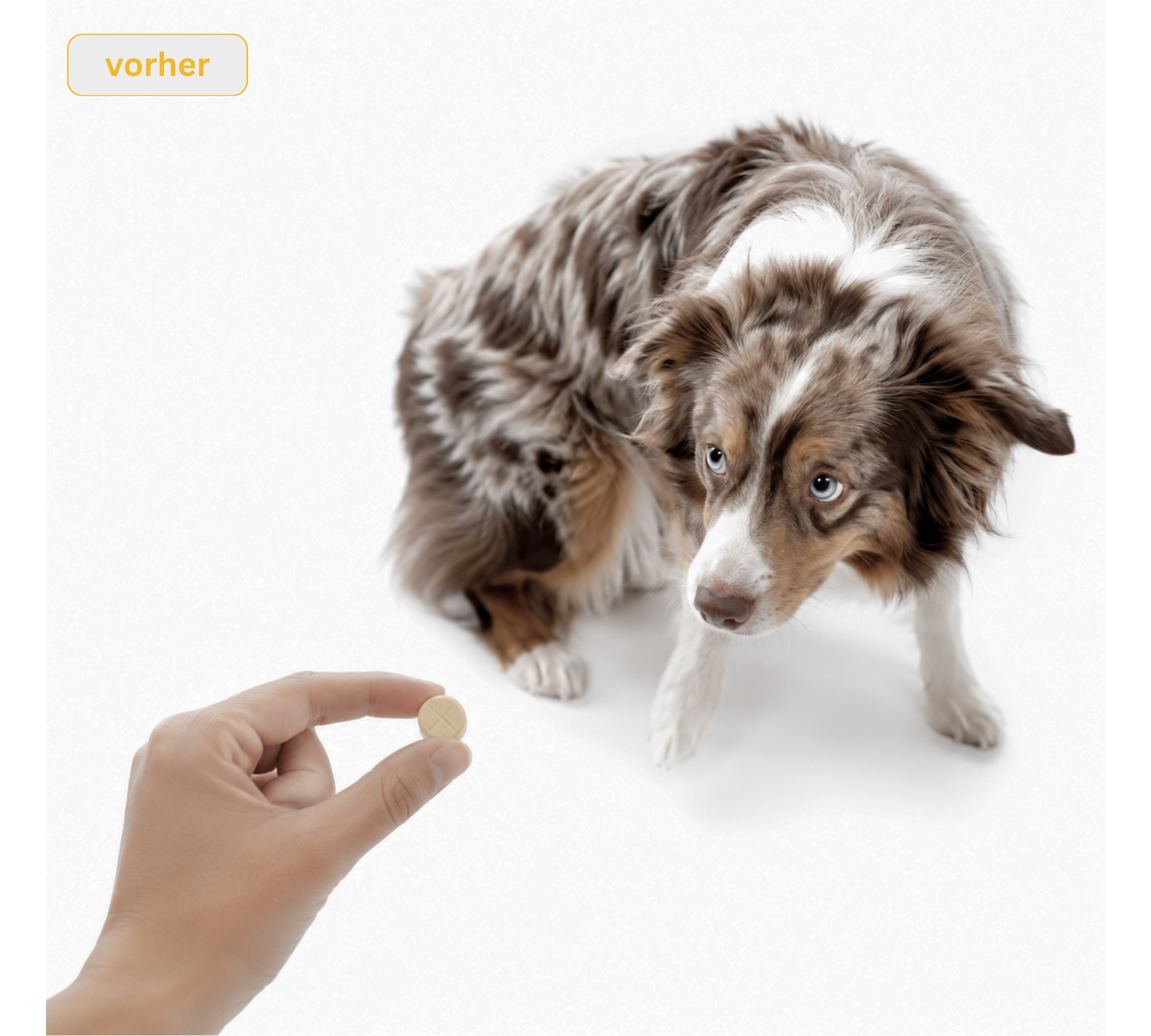 Hund wendet sich unwillig von einer Tablette ab, Symbolbild für Fütterungsprobleme ohne Maison Wau Produkt