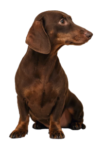 Hund bis 10 kg